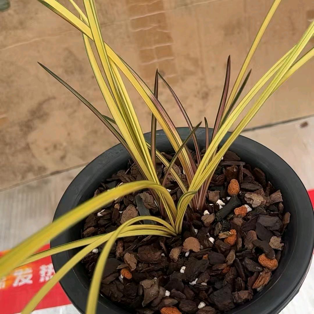 兰花小绩