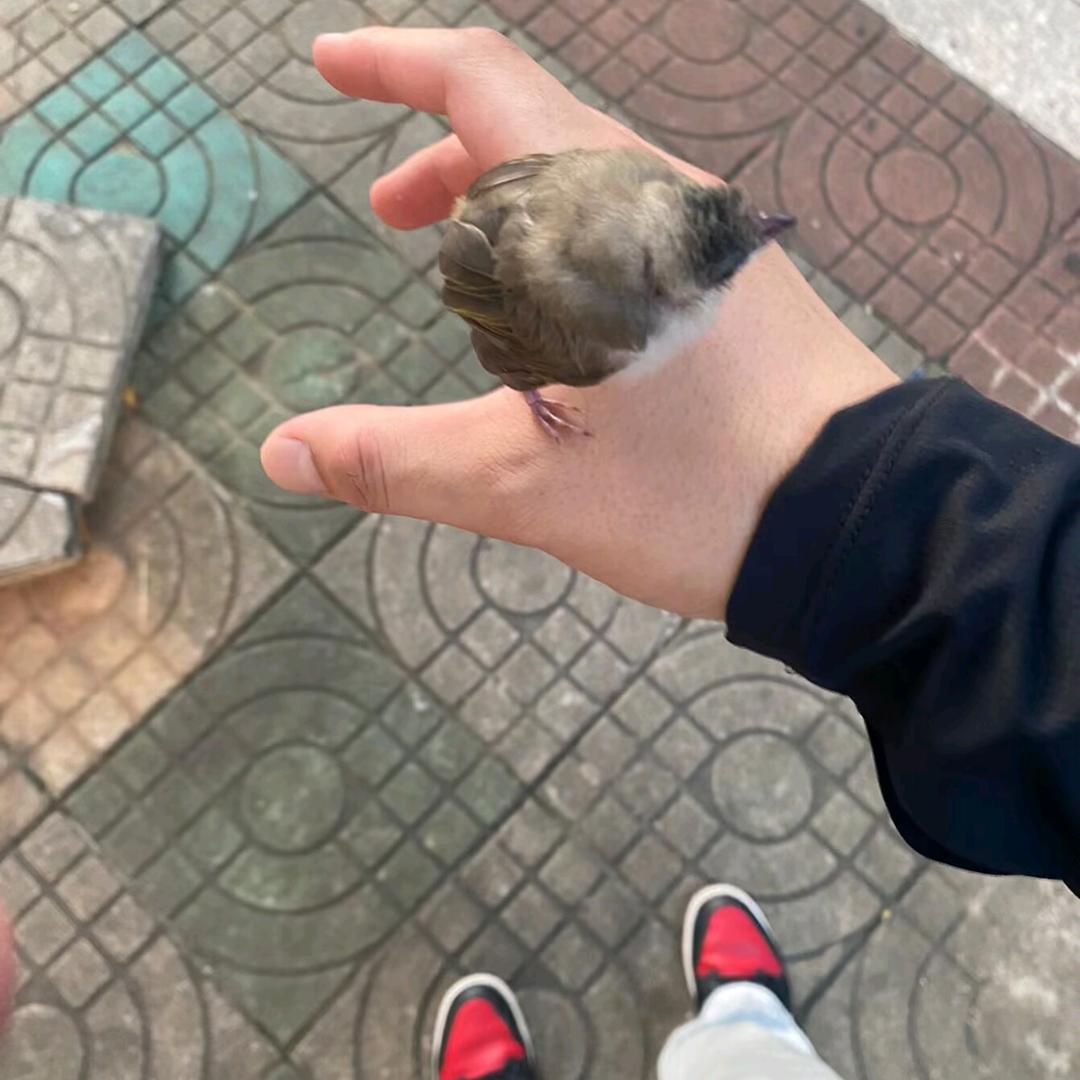 胖虎不胖