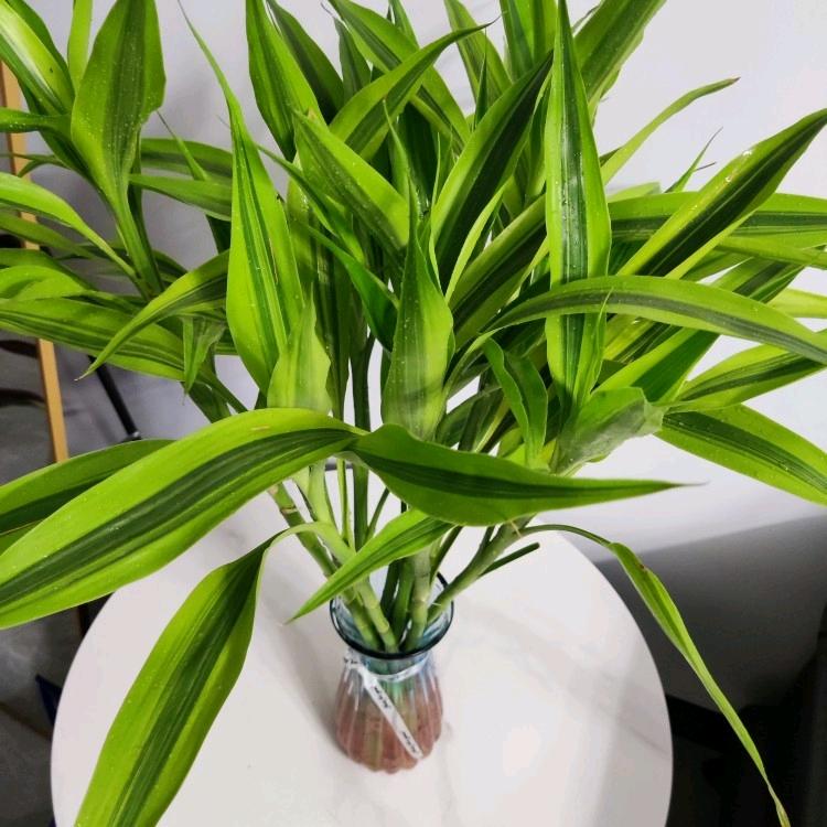 辉南县朝阳镇赵可百货店（个体工商户）