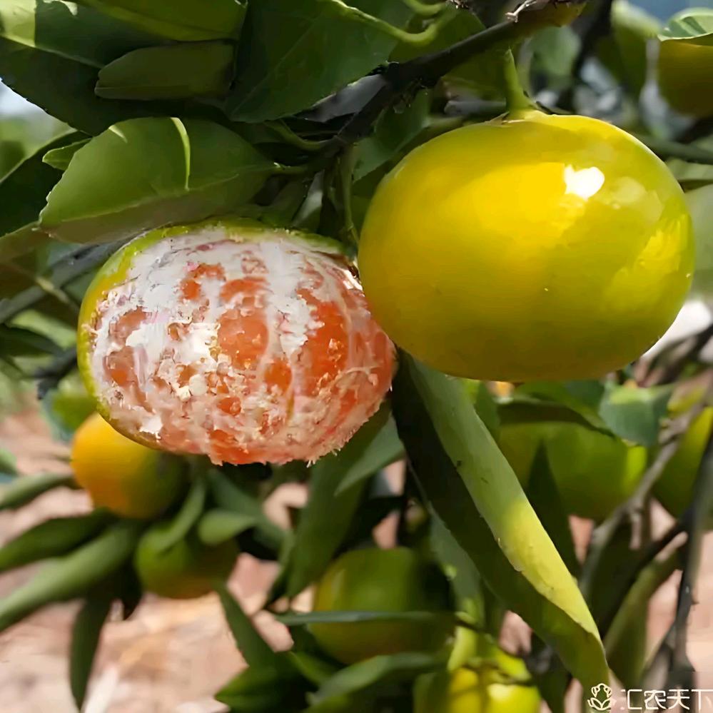 果园直达家庭农场