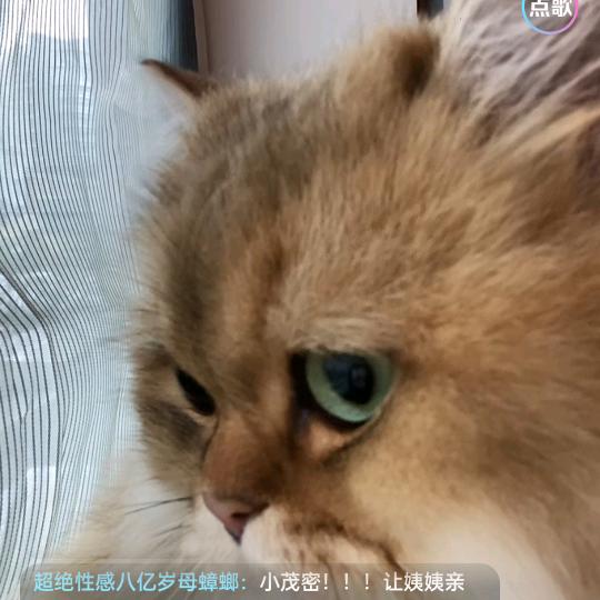 张海客最爱木申