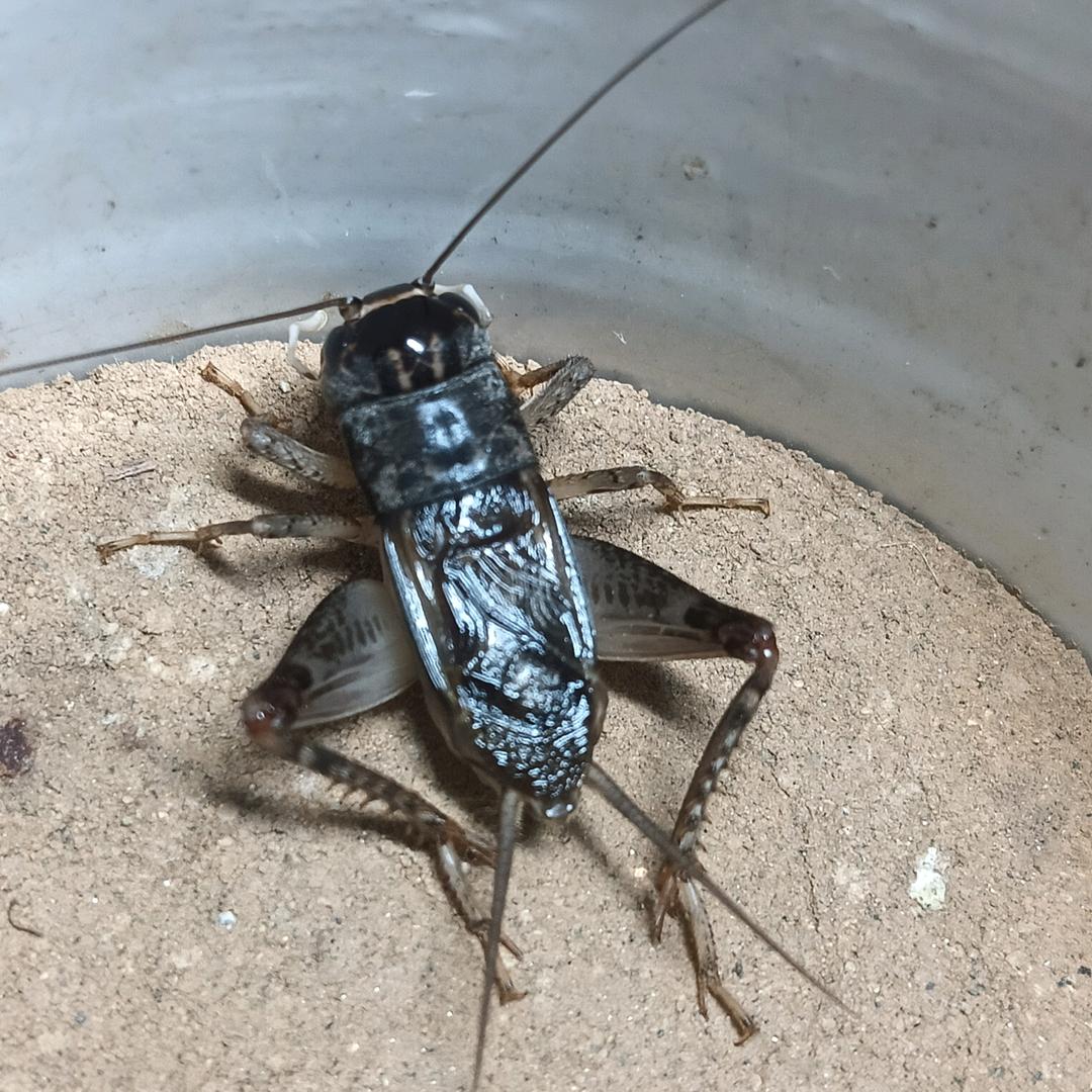 曲阜东逮蛐蛐的老九