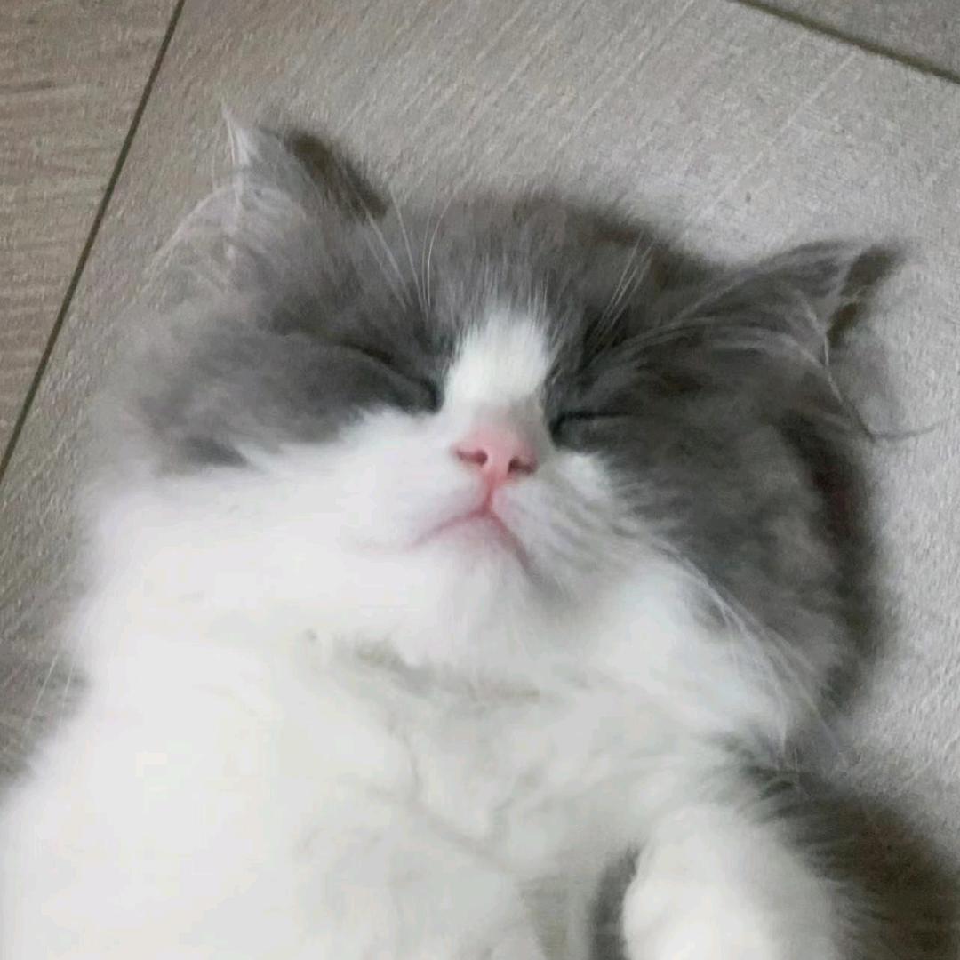 XxxX（皮皮是只小猫咪）