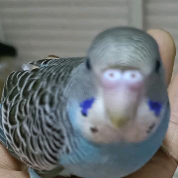 刚哥，