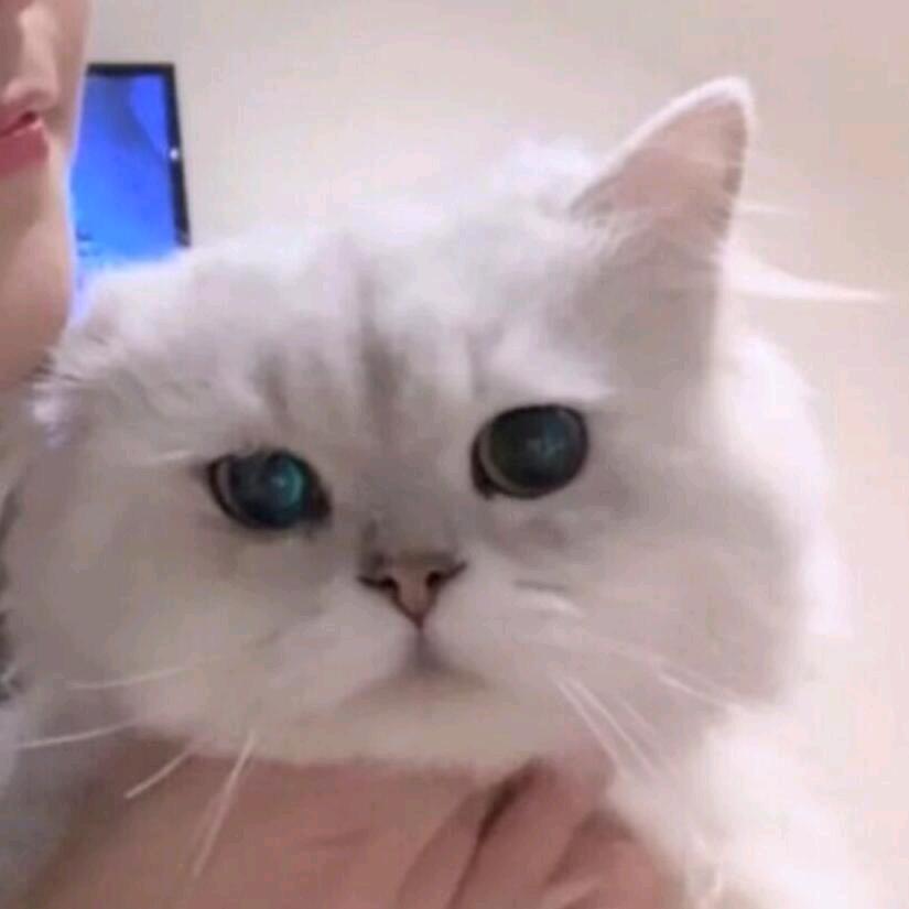 总失眠