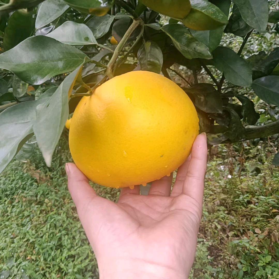 河南三个小憨憨农业生态科技有限公司