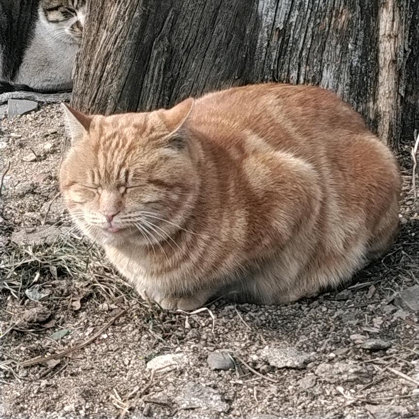 平静纯白