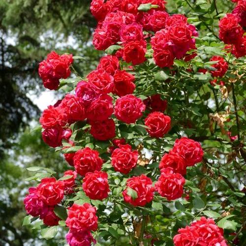 承诺已范黄的零食好物仓