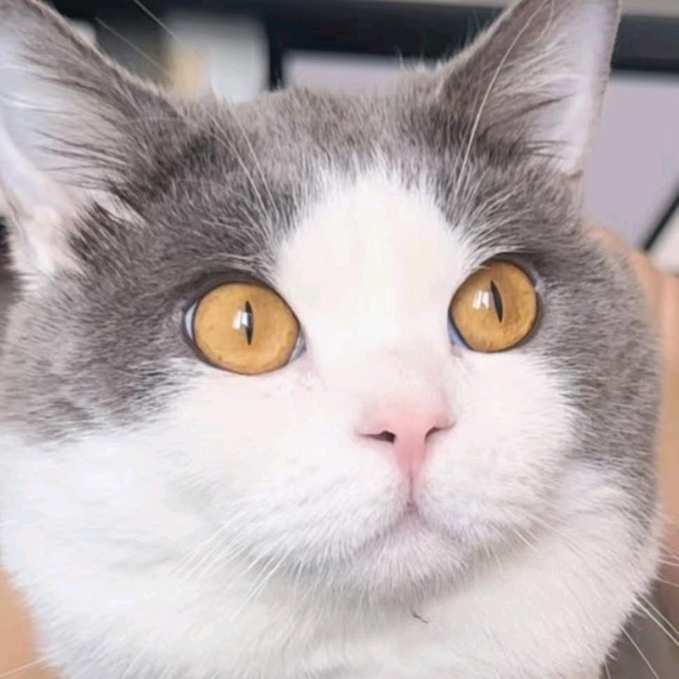 孙嘟嘟实名上网