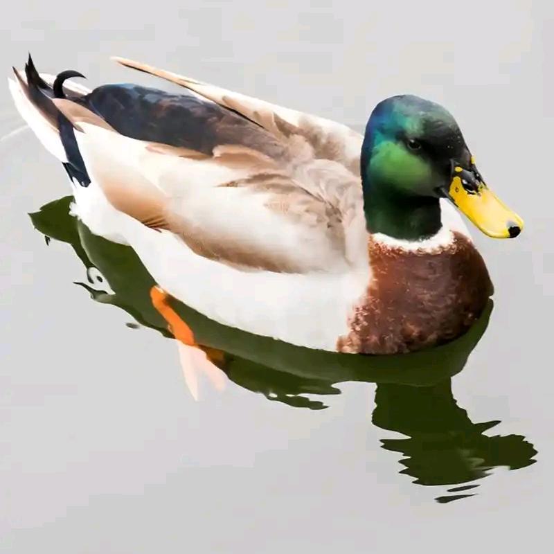 郴州鸭司令