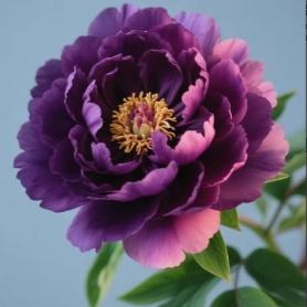 二姐🌺
