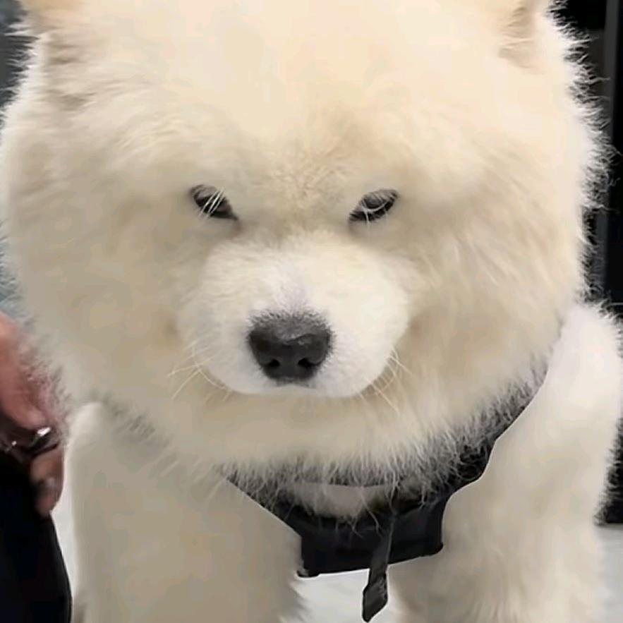 尧