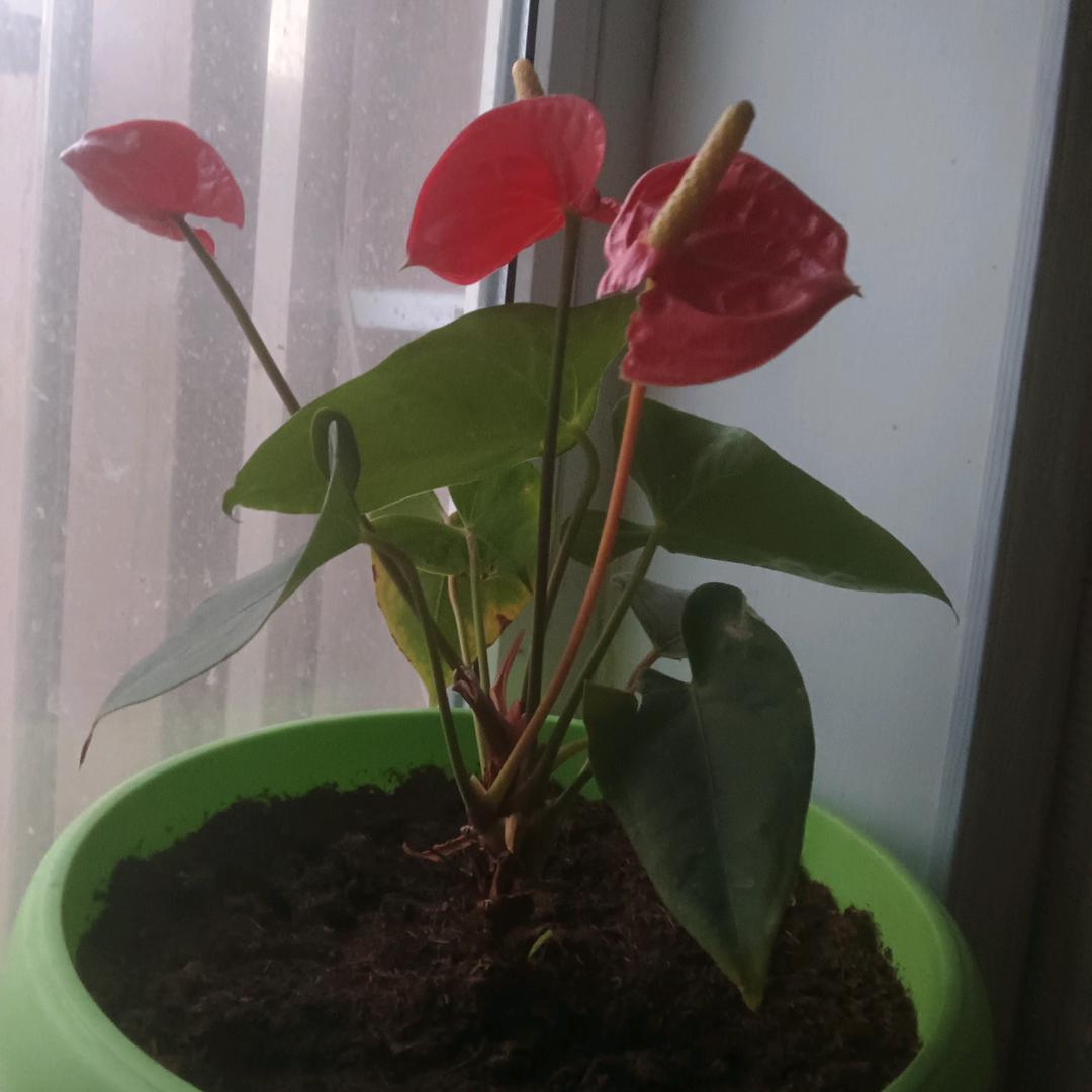 仙与神