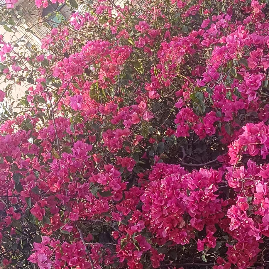 顺心如意。