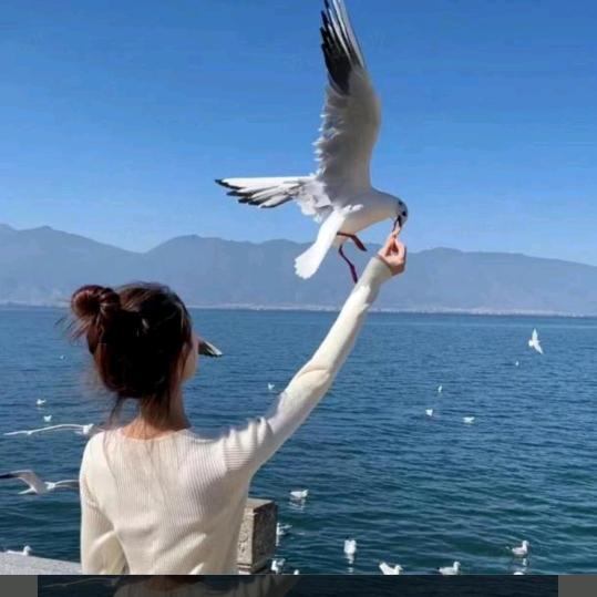 肆海旅行侦查员