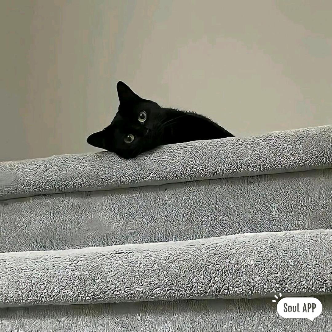 🐾  淄博一男的