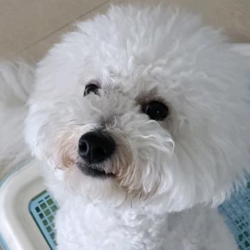 张小白