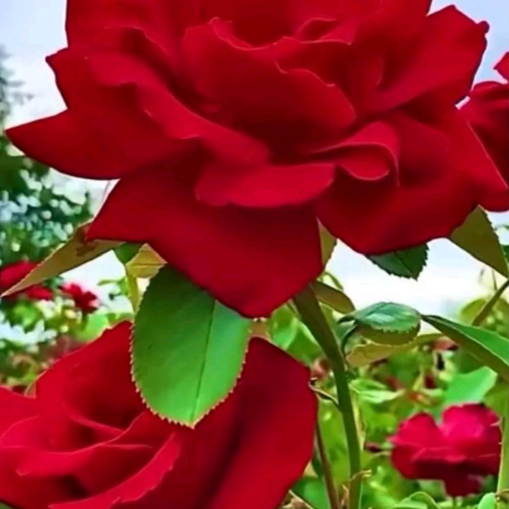 三个孩子的爸爸