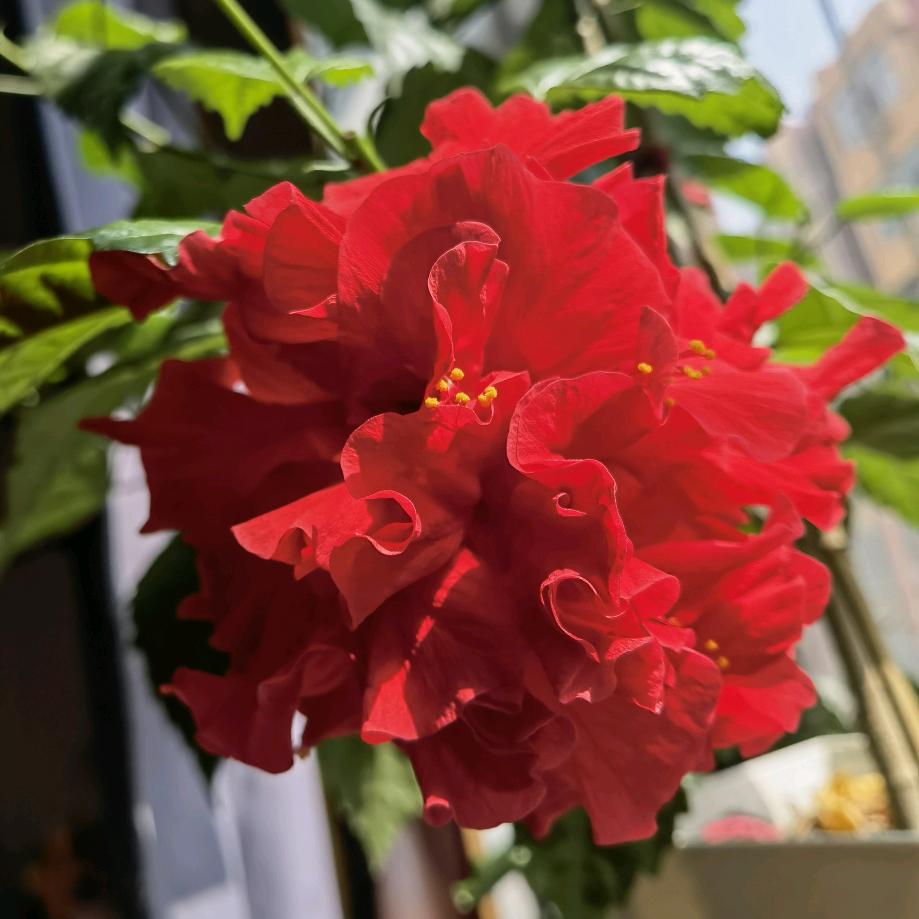随遇而安，红