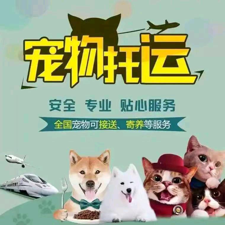 张雷坤全国宠物托运部