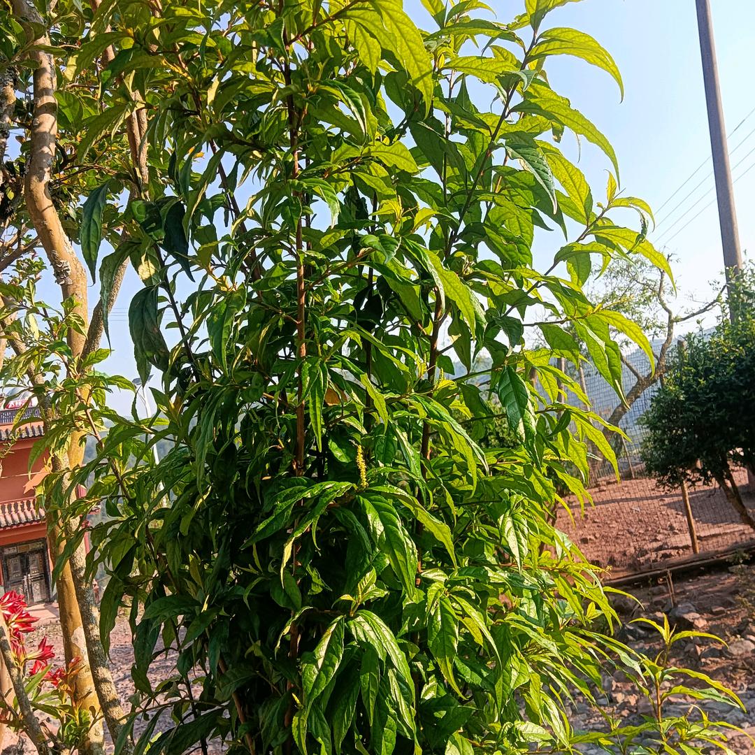 春天的晚风