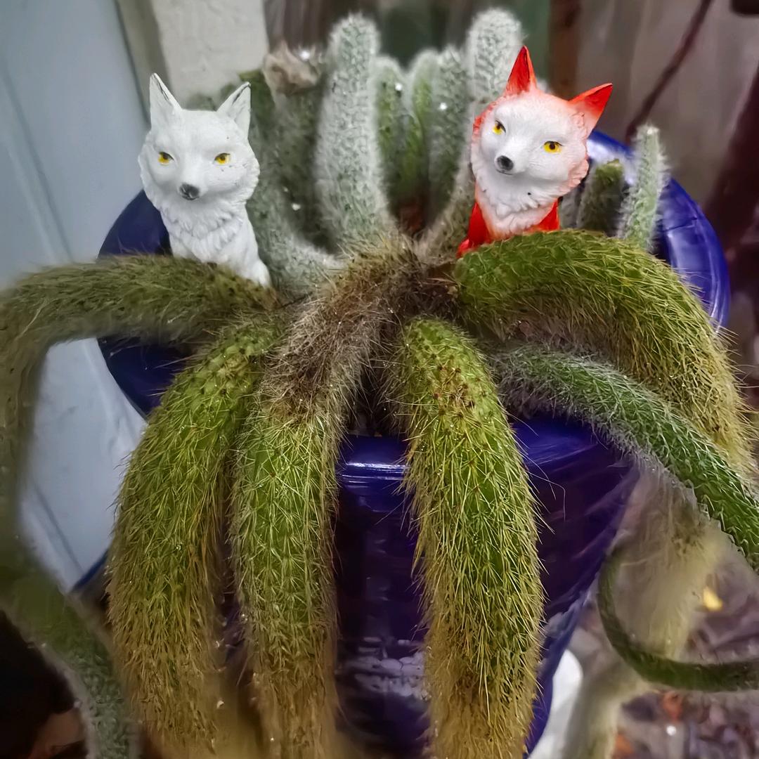 单身。