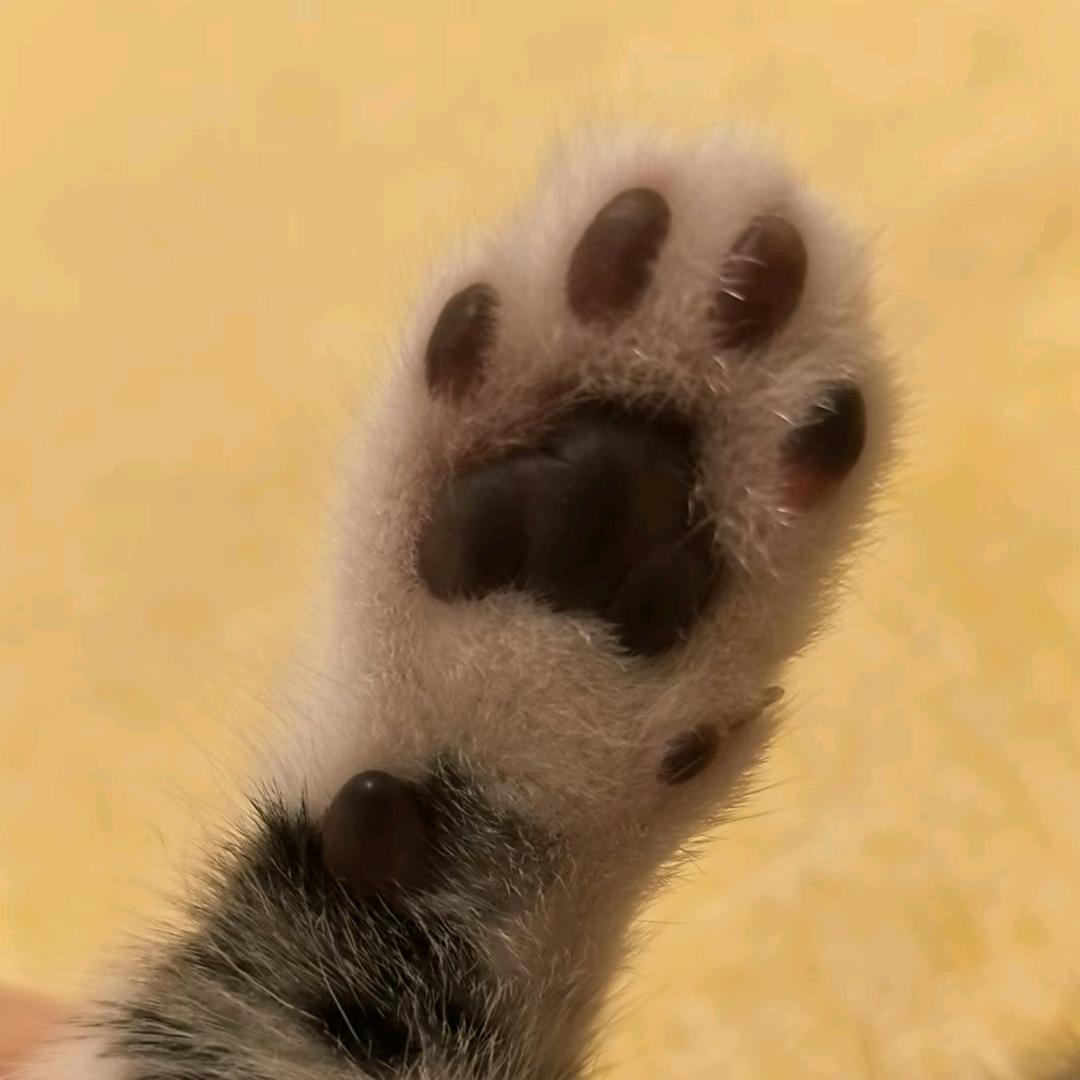 寶貝貓²⁰