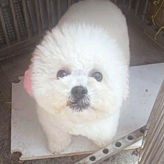 汤圆 ^