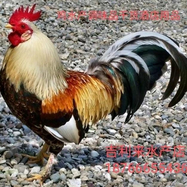 牛家活禽优选