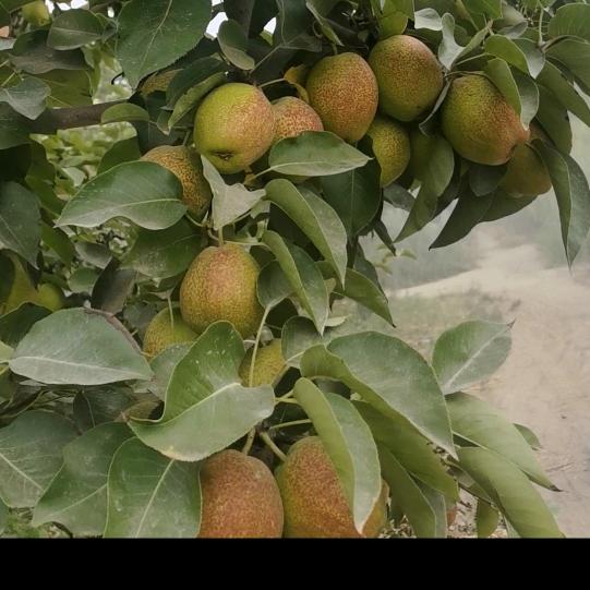新疆昆仑水果全品供应