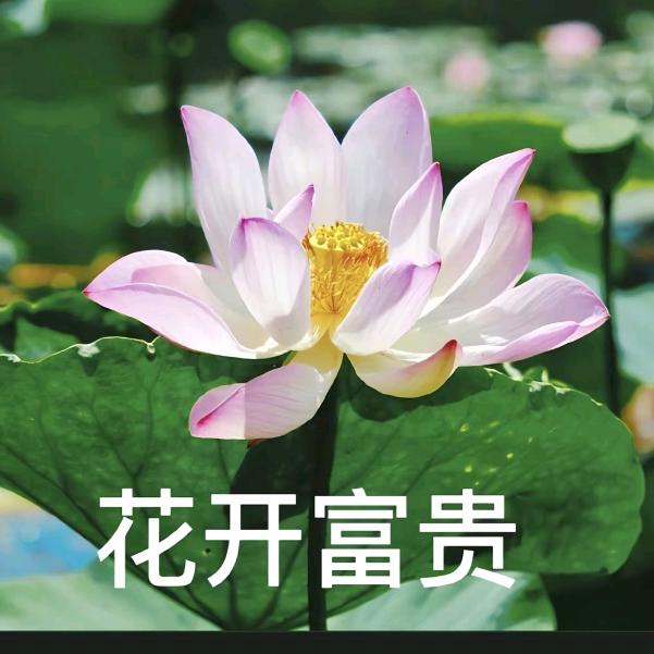 桔几🍊