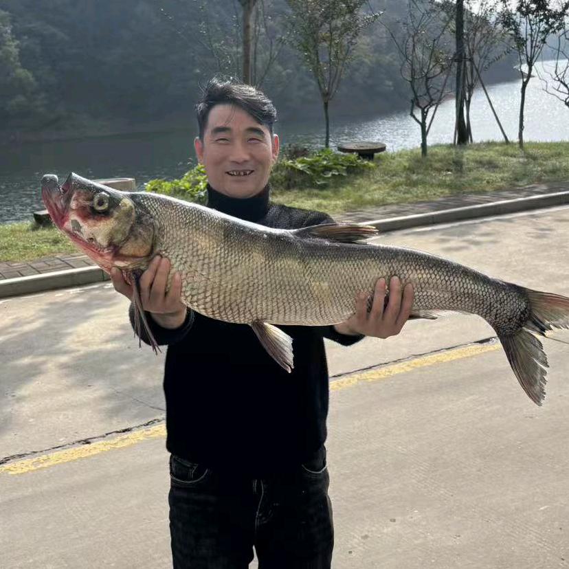 葛子（钓鱼直播）