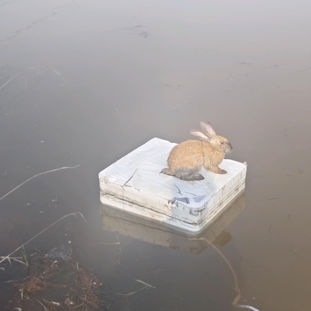 煮不熟的兔叽