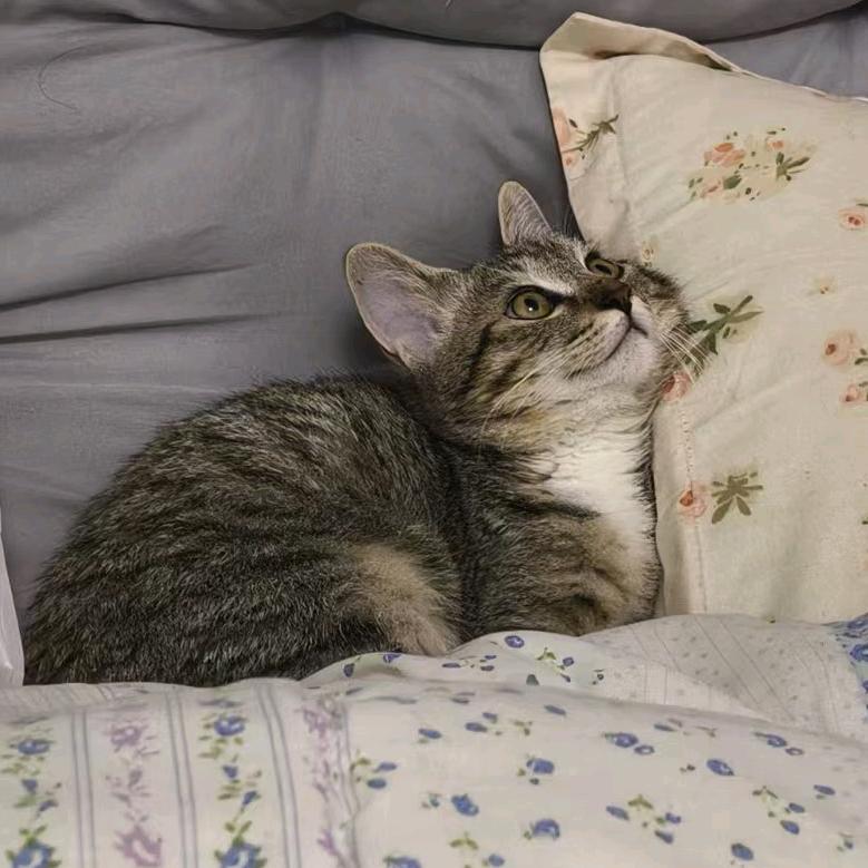 小茴香猫