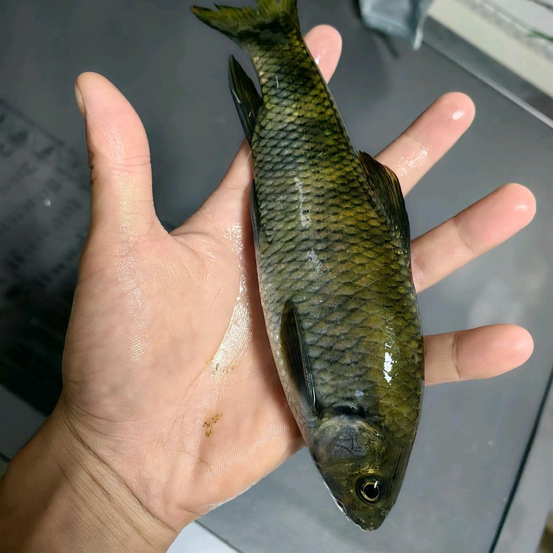 洪新