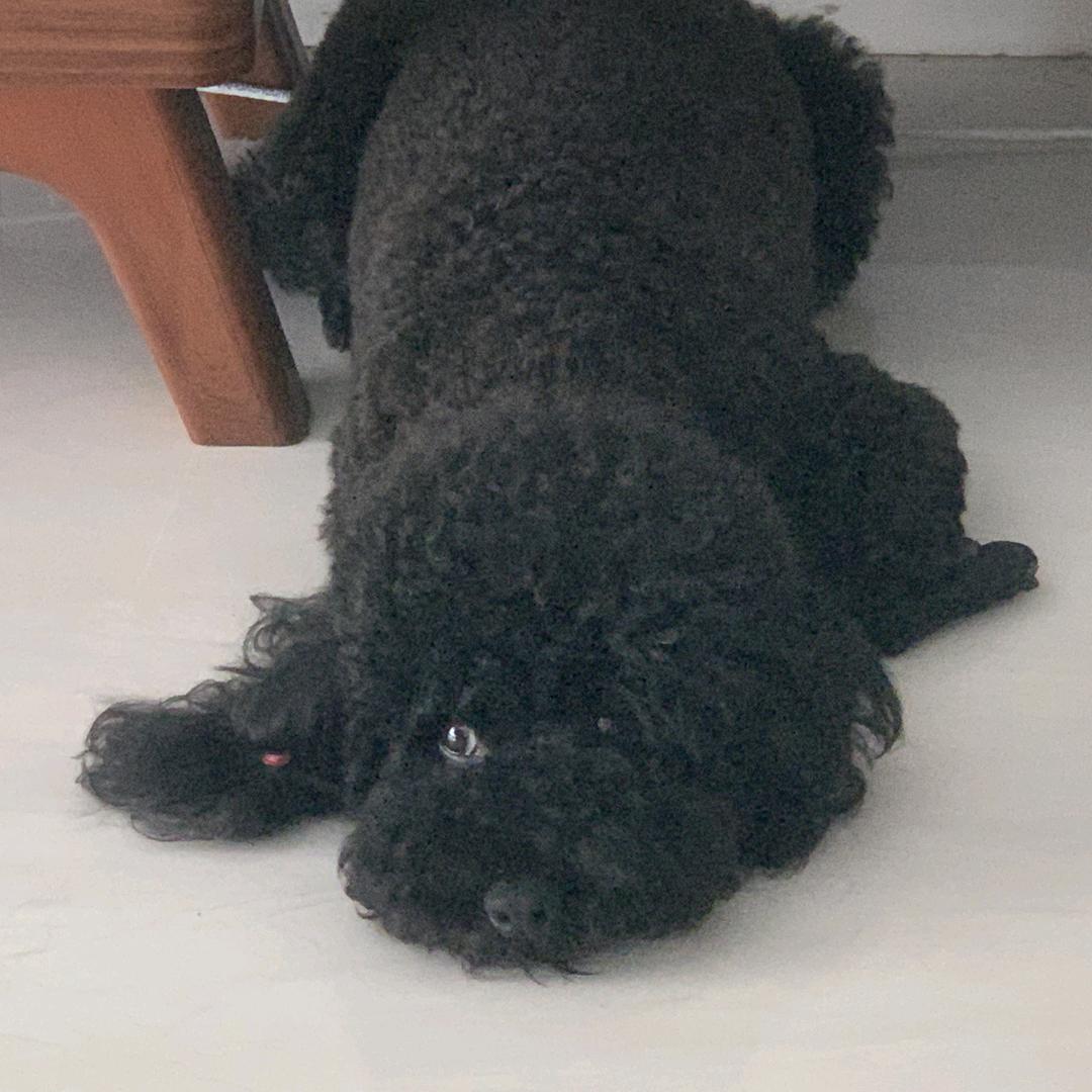 黑不溜秋的皮卡丘