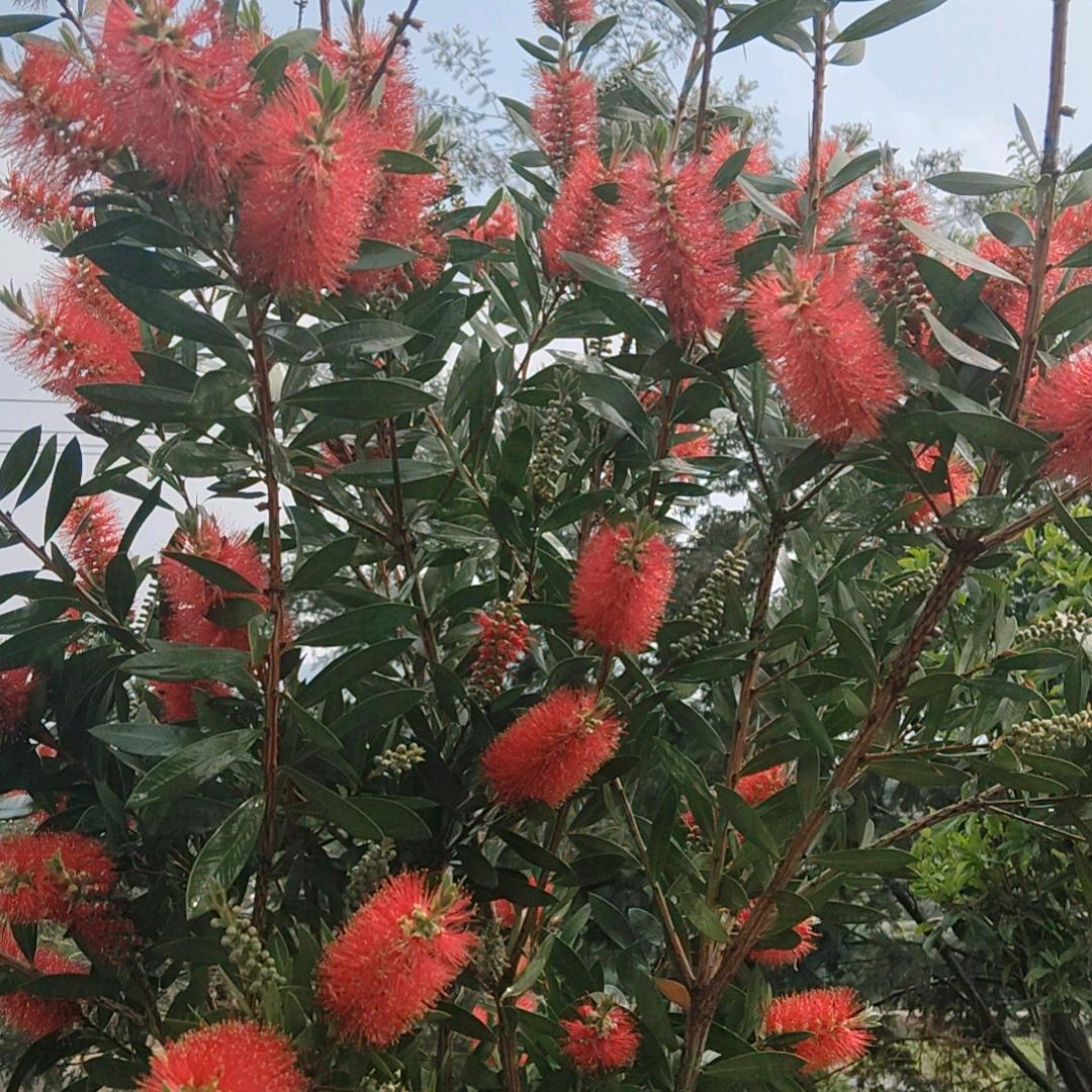 小芬🌹