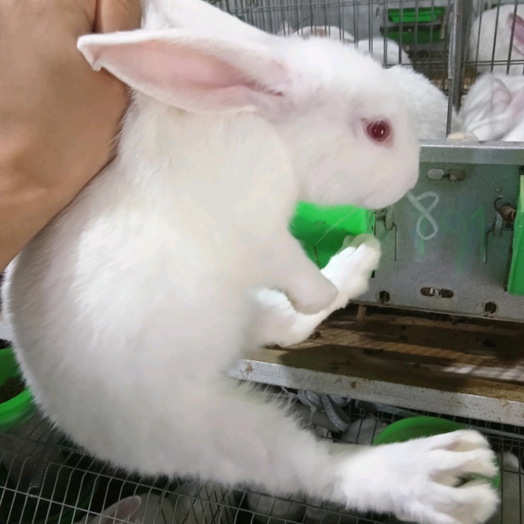 小涂养小兔子(收徒)