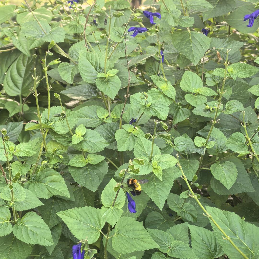 静待花开