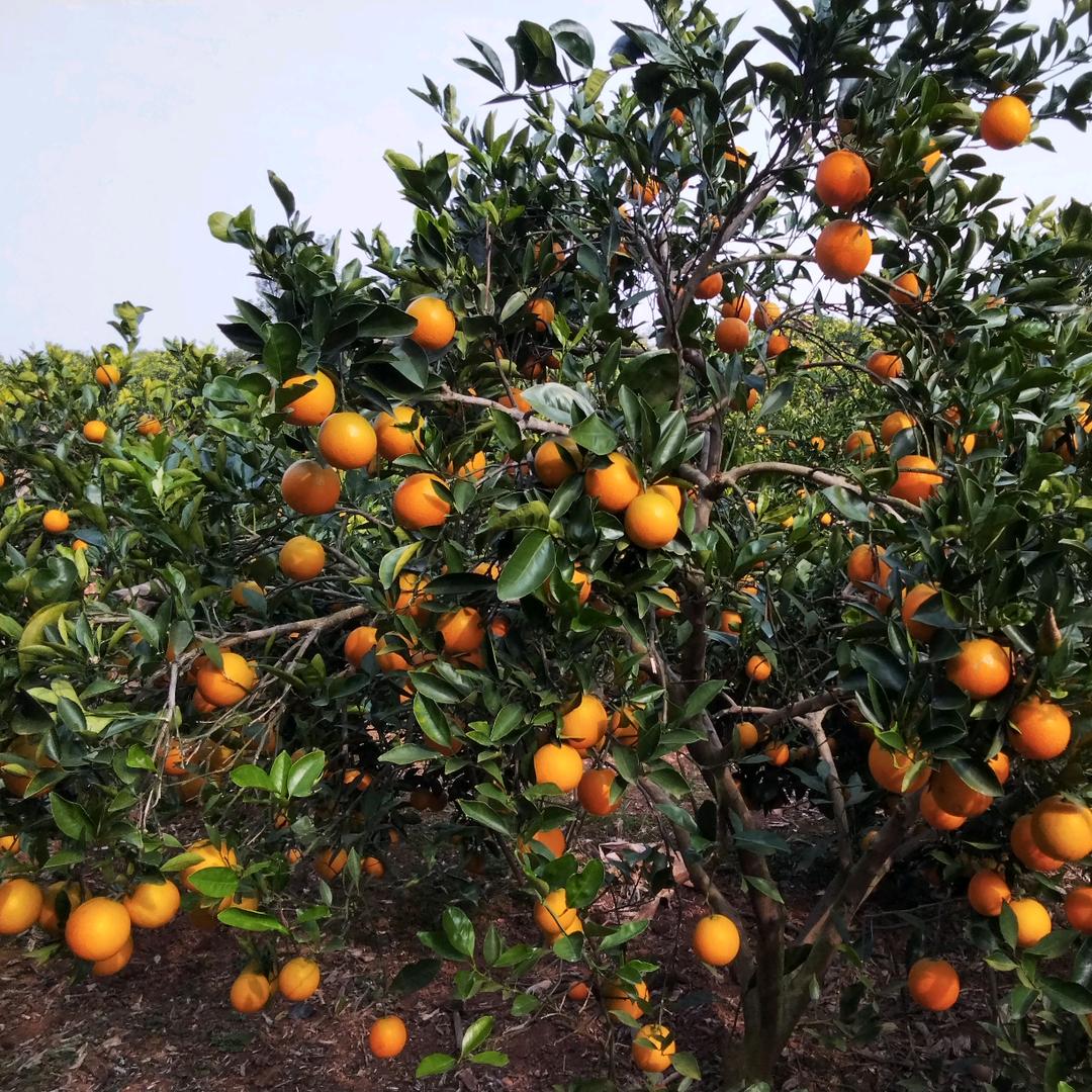 果农小珂(在家备考版)