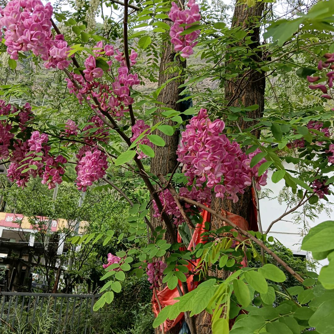 小草