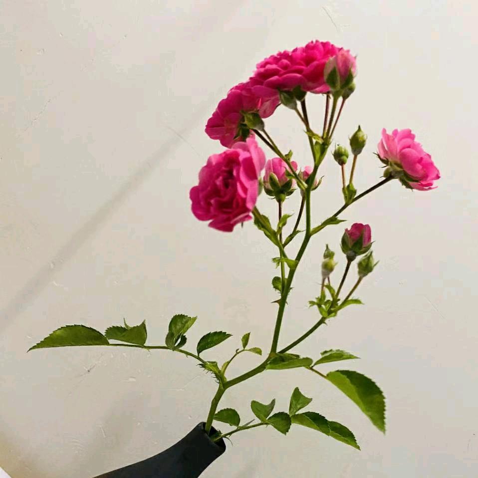晨曦的彩虹