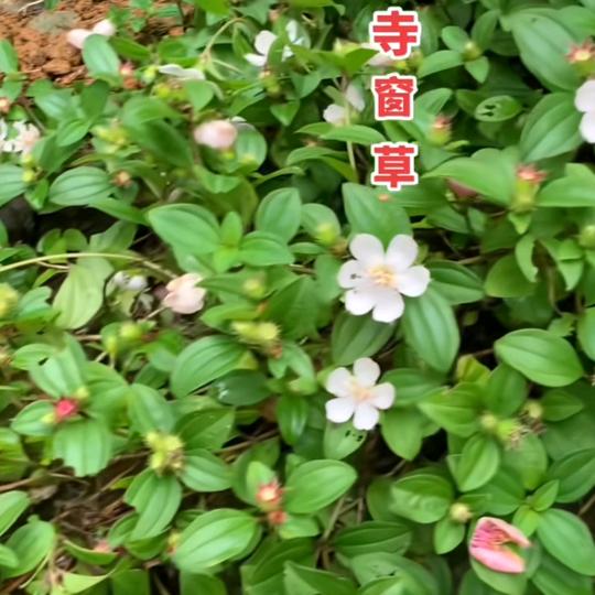 幸福的女人🌹🌹