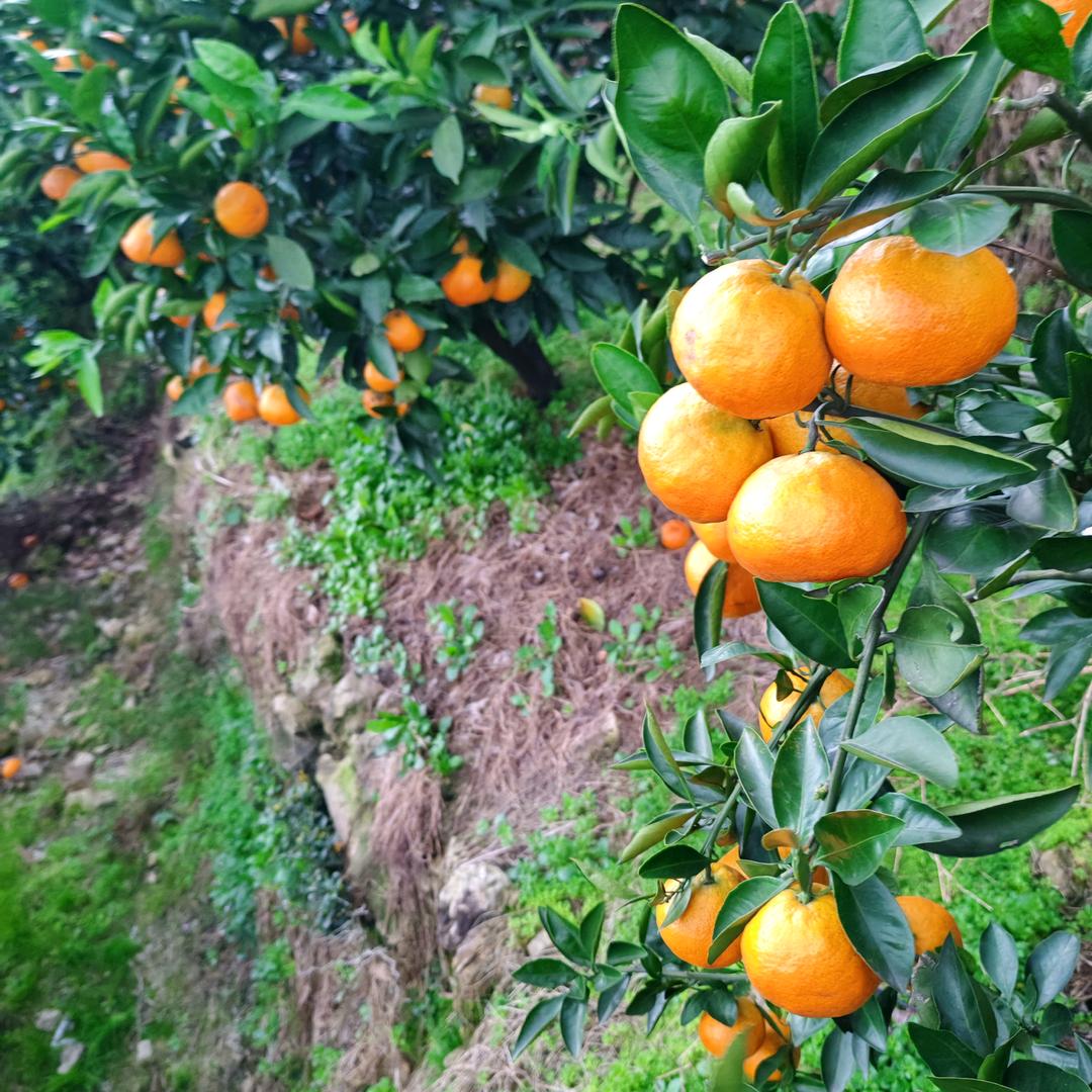 缘分哥哥