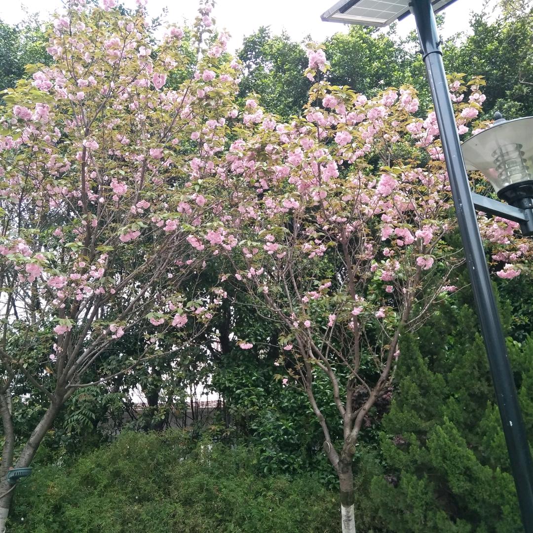 夏荷