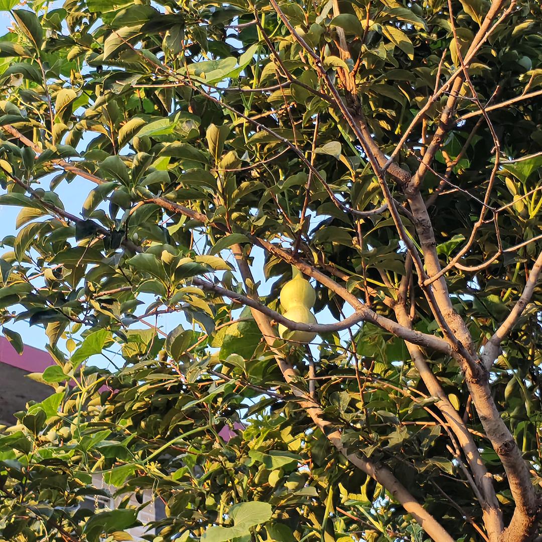 无敌的神中神