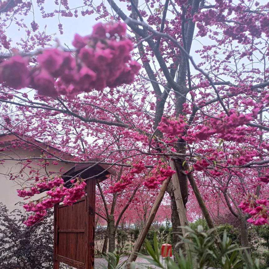 杨三姐