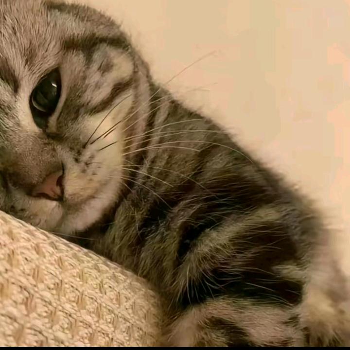 语
