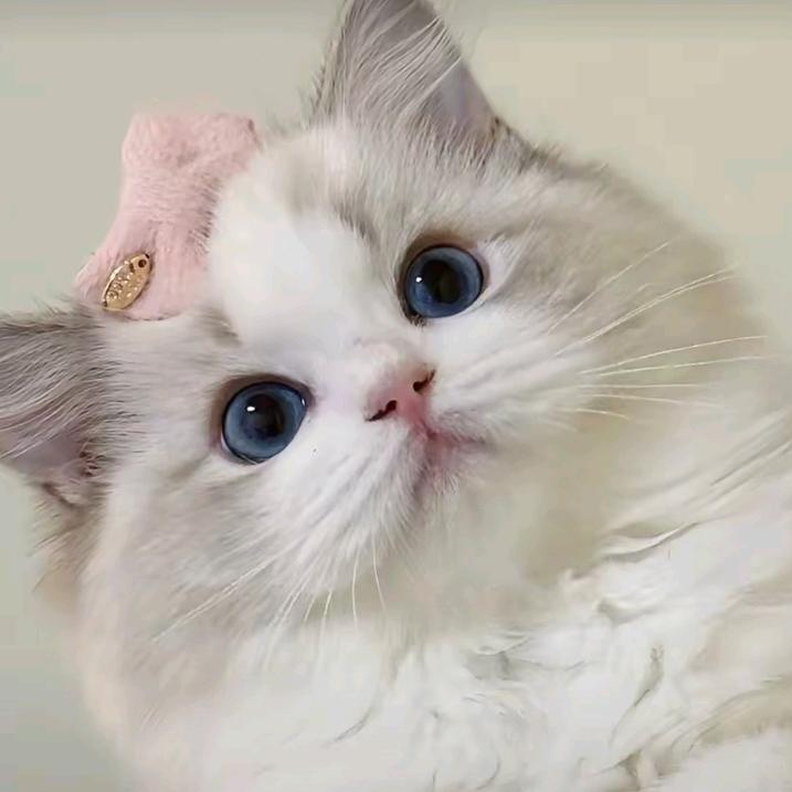 OY小小宝贝(இωஇ)没钱