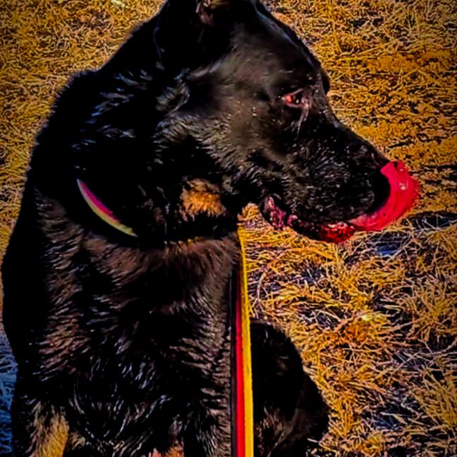 阿楠犬舍‖宁阳伏山